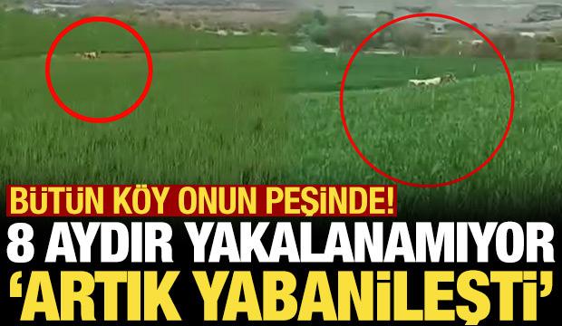 8 ay önce kaçan dana hala yakalanamadı! "Kaçtıkça yabanileşiyor"