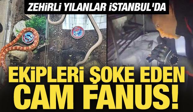 Ekipleri şoke eden cam fanus! Zehirli yılanlar İstanbul'da