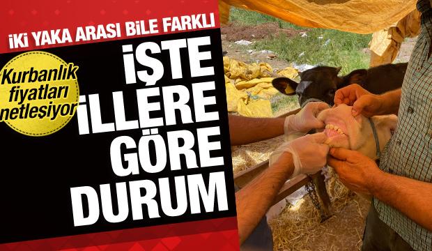 İki yaka arasında bile fark var! İşte illere göre kurban fiyatı