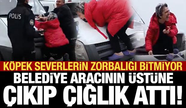 Sokak köpeklerinin toplanmasına engel olmak için aracın üstüne çıktı