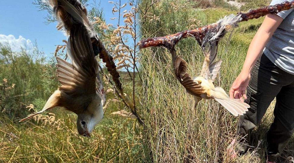 Mileyha kuş cennetinde vicdansızlık! Yapışkan sürülerek kuşlar ölüme terk edildi