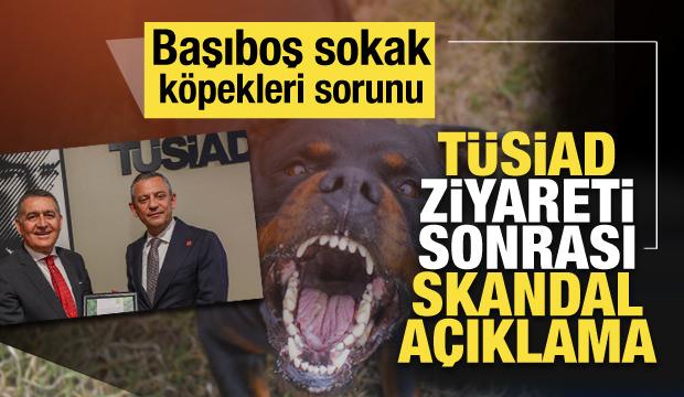 Özgür Özel, CHP'li belediyelerin başıboş sokak köpeklerini toplamayacaklarını duyurdu
