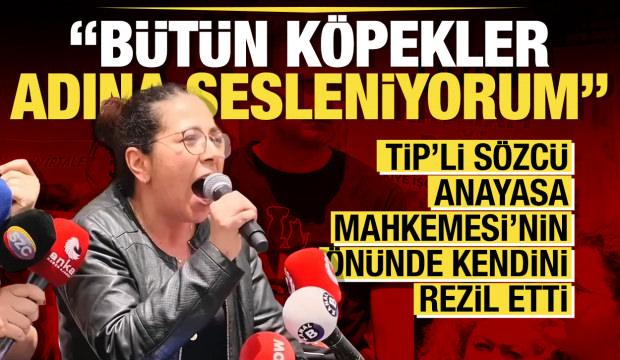 TİP'li Sera Kadıgil: Bütün köpekler adına sesleniyorum
