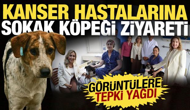 Kanser hastalarına sokak köpeği ziyareti tepki çekti