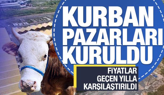 Kurban pazarları kurulmaya başlandı! Fiyatlar geçen yıla göre arttı