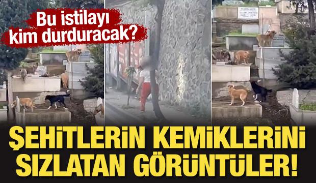 Şehitlerin kemiklerini sızlatan görüntüler! Başıboş köpek istilasını kim durduracak?