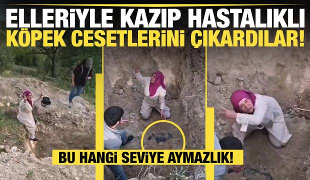 Bursa'da akılalmaz olay! Köpek cesetlerini mezardan çıkardılar, beddualar ettiler!