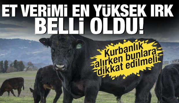 Et verimi en yüksek ırk belli oldu! Kurbanlık alırken bunlara dikkat edilmeli