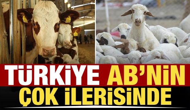 Küçükbaş veya büyükbaş fark etmiyor! Türkiye Avrupa'nın çok ilerisinde