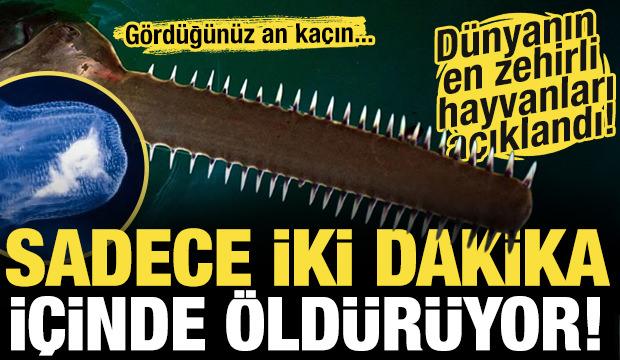 Dünyanın en zehirli hayvanları açıklandı! İki dakika içinde öldürüyor...