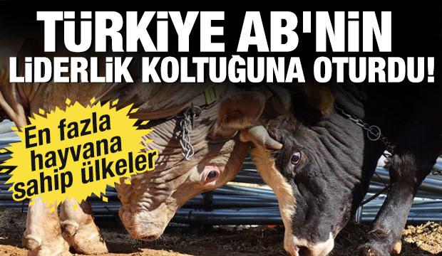 Türkiye AB'nin liderlik koltuğuna oturdu! En fazla hayvana sahip ülkeler...
