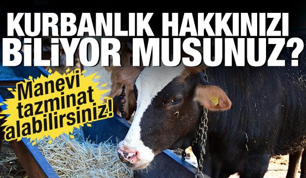 Aldığı kurbanlık ayıplı çıkanlar dikkat! İşte manevi tazminat hakkı