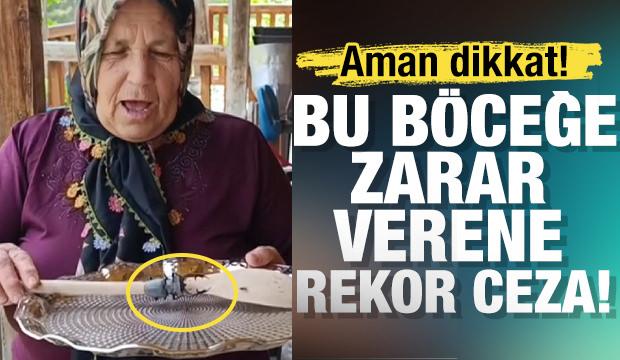 Aman dikkat!  Bu böceği öldürmenin cezası 557 bin TL