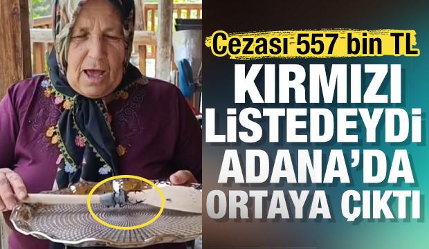 Aman dikkat!  Bu böceği öldürmenin cezası 557 bin TL