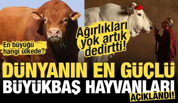 Dünyanın en büyük ve en güçlü büyükbaş hayvanları açıklandı! İşte ağırlıkları...