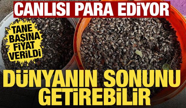 Dünyanın sonunu getirebilir! Böceğin canlısının başına 1 TL