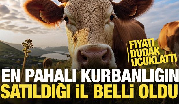En pahalı kurbanlık o ilde satıldı! Fiyatı dudak uçuklattı