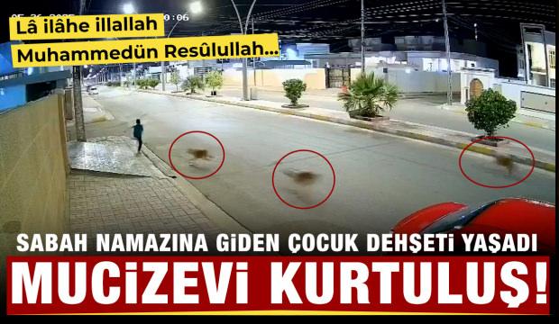 Küçük çocuğun vahşi sokak köpeklerinin saldırısından kurtulduğu anlar!