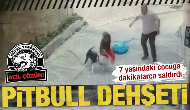Tasmasız Pitbull 7 yaşındaki çocuğa saldırdı