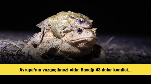 Avrupa'nın vazgeçilmezi oldu: Bacağı 43 dolar kendisi...