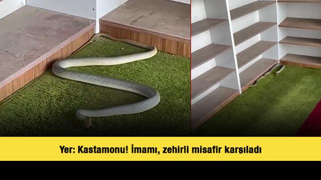 Yer: Kastamonu! İmamı, zehirli misafir karşıladı