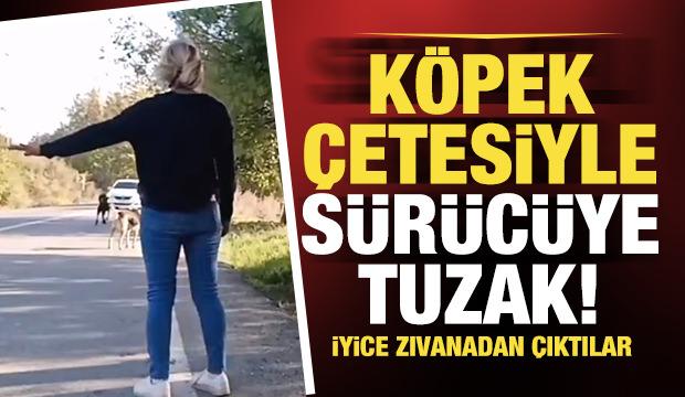 Hem cana kast etti hem beddua! Sürücülere sokak köpekli tuzak