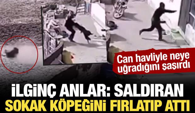 Saldıran sokak köpeğini duvarın arkasına fırlattı