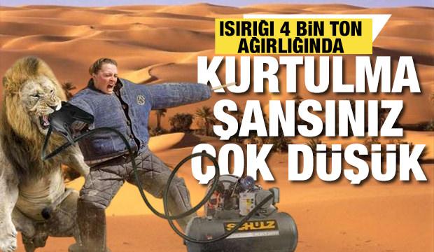 En güçlü ısırma gücüne sahip hayvan açıklandı