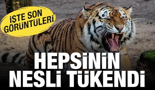 Hepsinin nesli tükendi! İşte son görüntüleri...
