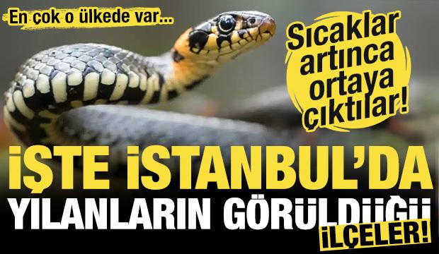 Sıcaklıklar artınca ortaya çıktılar! İşte İstanbul'da yılan görülen ilçeler!