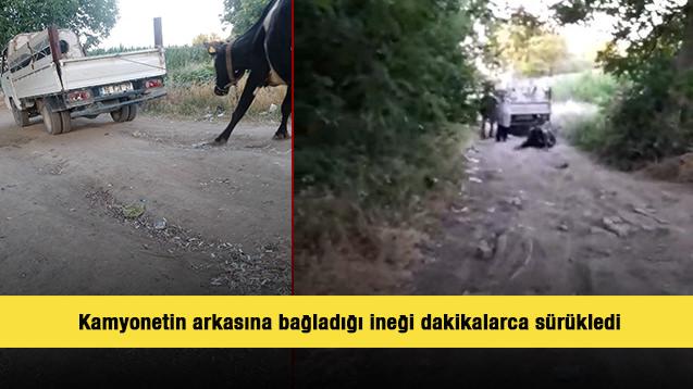 Bursa'da tepki çeken görüntü: Kamyonetin arkasına bağladığı ineği dakikalarca sürükledi
