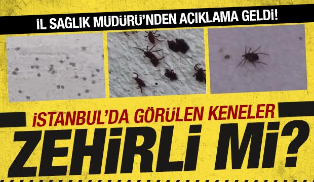 İstanbul'da görülen keneler zararlı mı? İl Sağlık Müdürü'nden açıklama geldi!