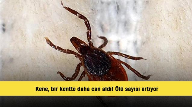 Kene, bir kentte daha can aldı! Ölü sayısı artıyor 