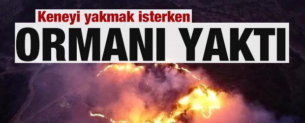 Keneyi yakmak isterken ormanı yaktı