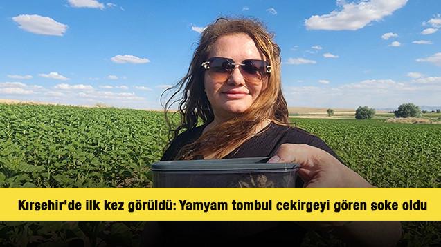 Kırşehir'de ilk kez görüldü: Yamyam tombul çekirgeyi gören şoke oldu