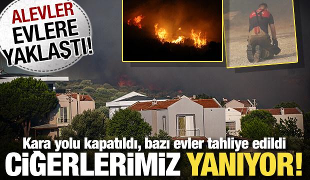 Orman yangınlarında son durum ne? Birçok ilde ciğerlerimiz yanıyor...