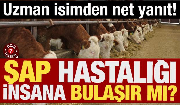 Şap hastalığı insana bulaşır mı? Uzman isim net konuştu