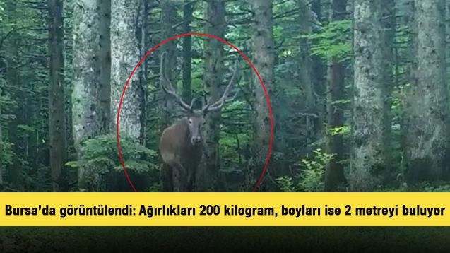 Bursa'da görüntülendi: Ağırlıkları 200 kilogram, boyları ise 2 metreyi buluyor