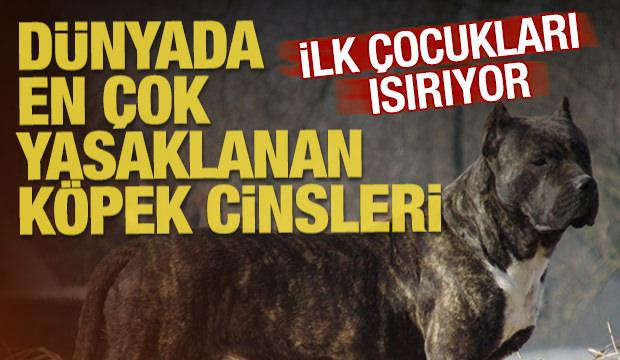 Dünyada en çok yasaklanan köpek cinsleri! İlk çocukları ısırıyor