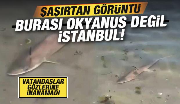İstanbul'da şaşırtan manzara: Caddebostan sahilde köpekbalığı görüldü
