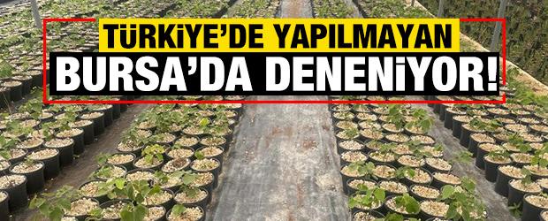 Türkiye’de yapılmayan Bursa’da deneniyor!