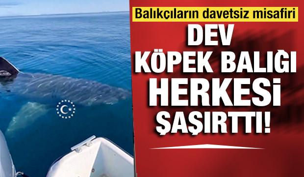 Görenler gözlerine inanamadı! Devasa köpekbalığı kamerada