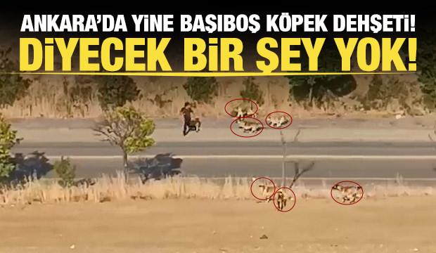 Suriye'de ateşkesi reddeden Dürzi lider el-Hicri'nin amacı ne? 