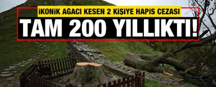 Tam 200 yıllıktı! İkonik ağacı kesen 2 kişiye hapis cezası