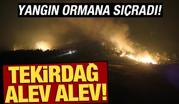 Tekirdağ alev alev! Yangın yerleşim yerlerine sıçradı