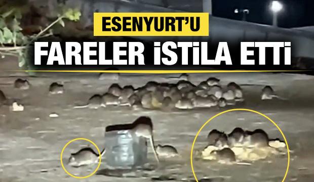 Esenyurt'u fareler istila etti