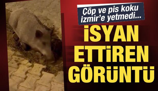 İzmir’de bozuk yollar domuzları sevindirdi