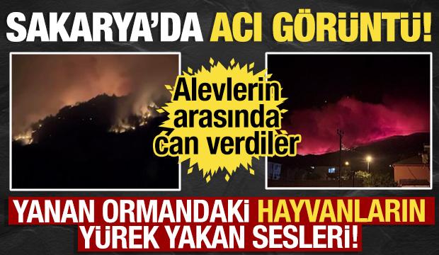Sakarya'daki orman yangınında hayvanların acı içerisindeki sesleri yürek dağladı