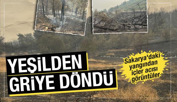 Sakarya'daki yangından geriye kalan acı manzara!