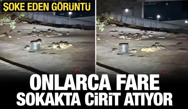 Sokakta onlarca fare cirit atarken görüntülendi